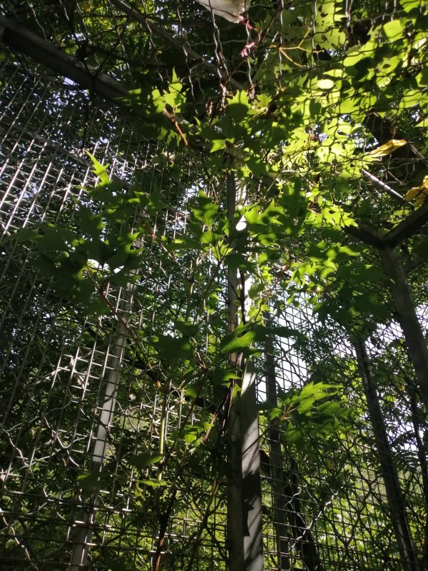 配资实盘平台排名前十 北京唯一国家一级重点保护野生植物，从2株扩繁至近500株